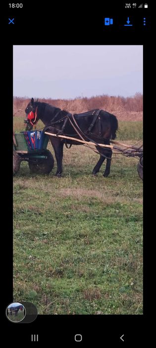Vând mânz de 2 ani garantat de căruță