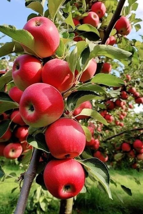 Pomi Fructiferi Columnari (Soiuri De Mar )