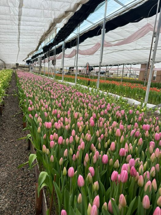 Тюльпаны по выгодней цене