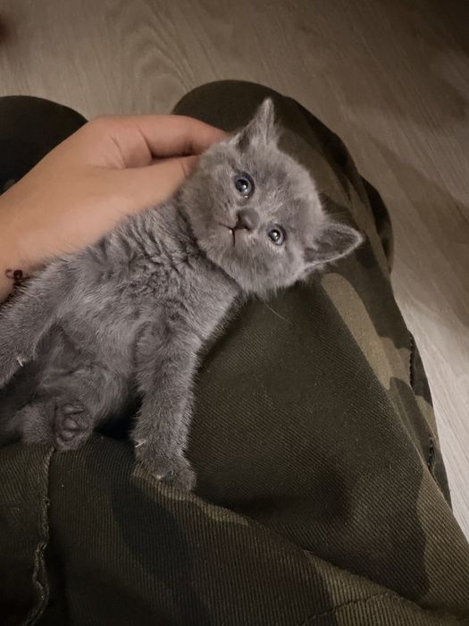 Продаю котят породистые(бронь)