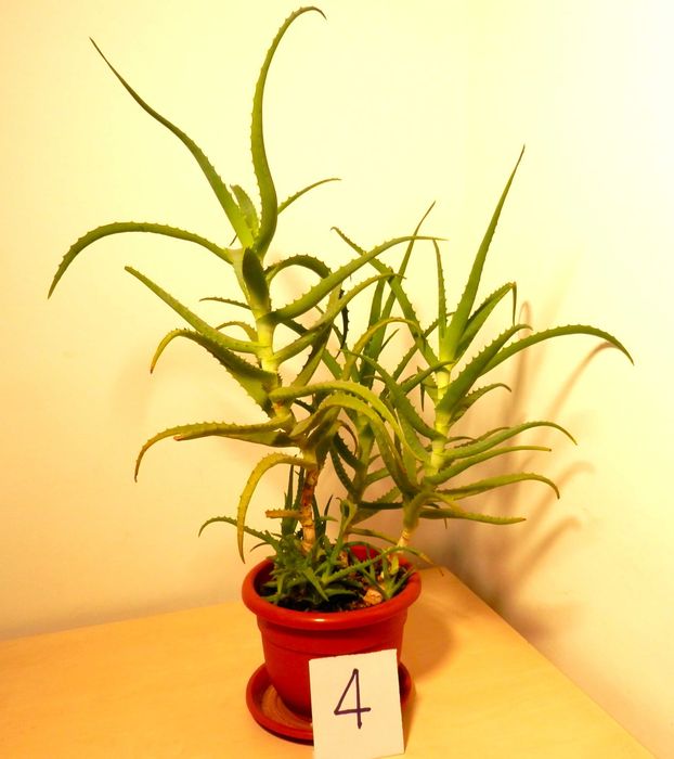 Aloe arborescens