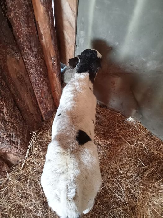 Vând un tăuraș Belgian