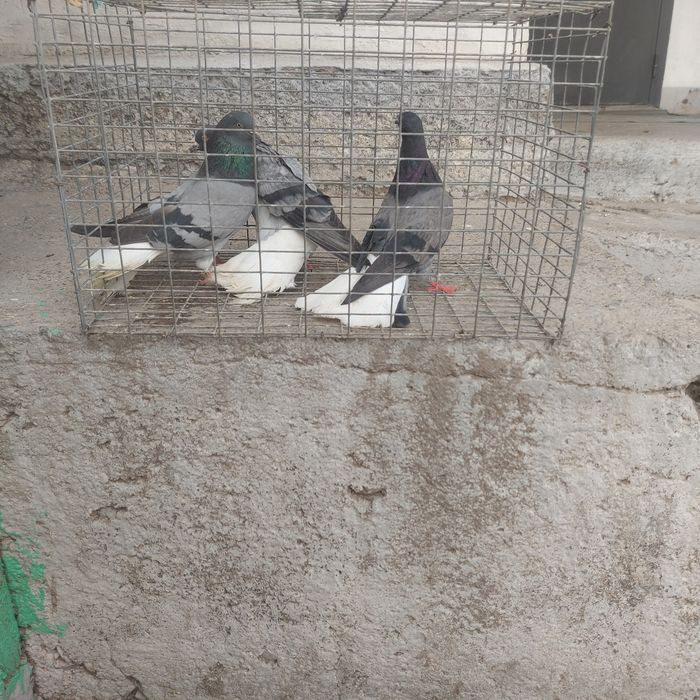 Сизи белахвость бабочки