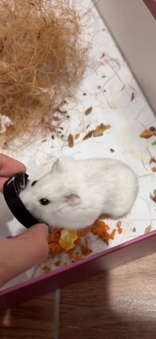 Hamster 2 luni alb