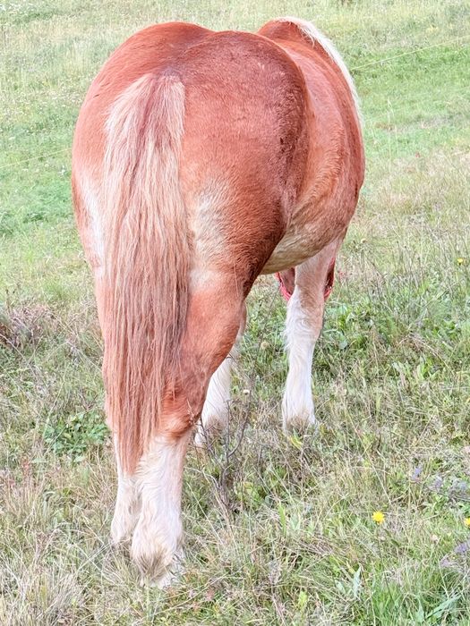 Minza ardeneza de vinzare de 1 an