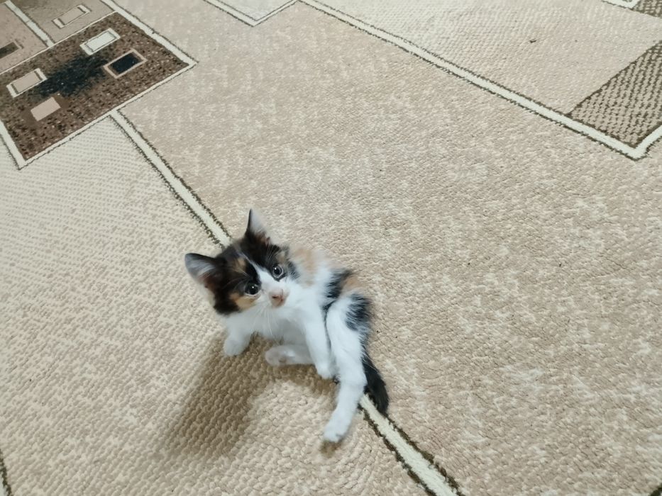 Продам домашнего котенка