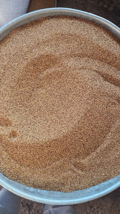 Samanta de lucerna  17 lei kg