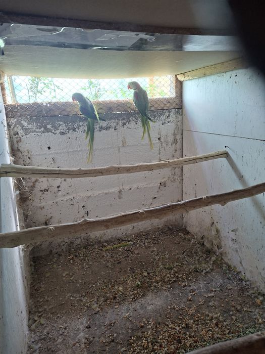 Cauta alta casa  papagali Jaco african, Amazon fruntea albastra, Roze Kakadu, Mare Alexandru
