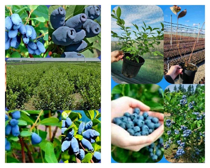 Жимолость ва Голубика кучатлари сотилади