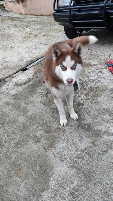 Vând husky siberian 6 luni