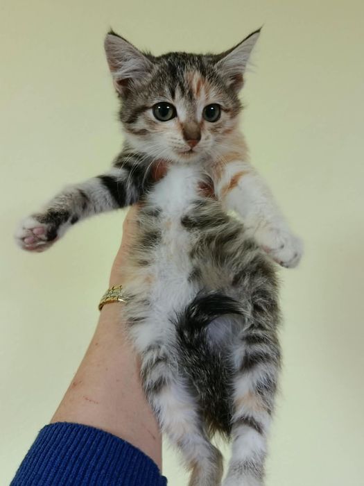 Котёнок девочка в добрые ручки