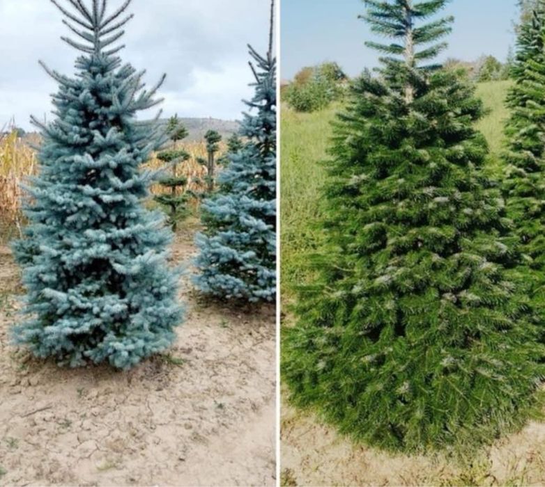 Plante ornamentale ,tuia,magnloii,catalpa,mesteacan.diferite specii