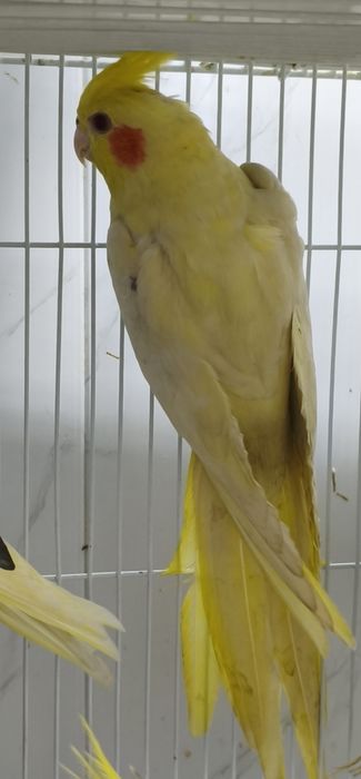 Сформированная пара корелл