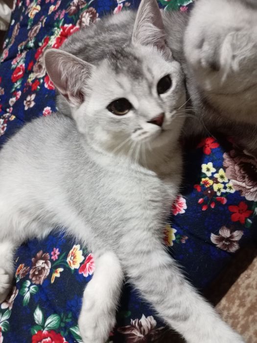 «Премиум-класс» Чистокровные шиншила серебристый