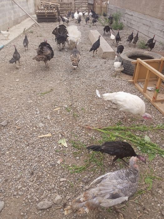 Индук Кораздары сатылады