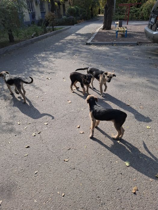 Пристройство щенков
