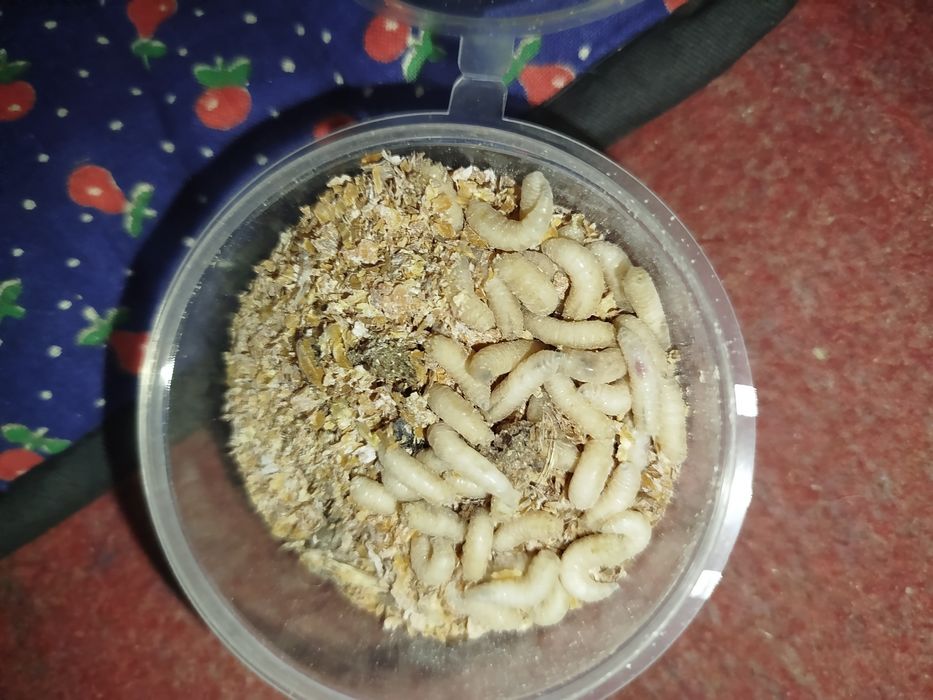 Опариш ва чувалчанглар