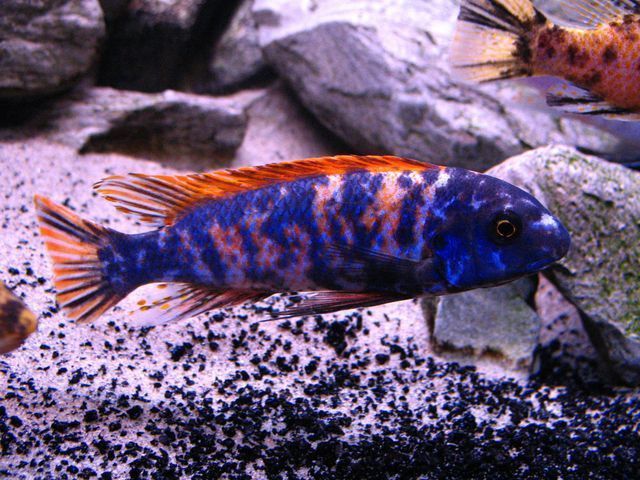 Labeotropheus trewavasae obi