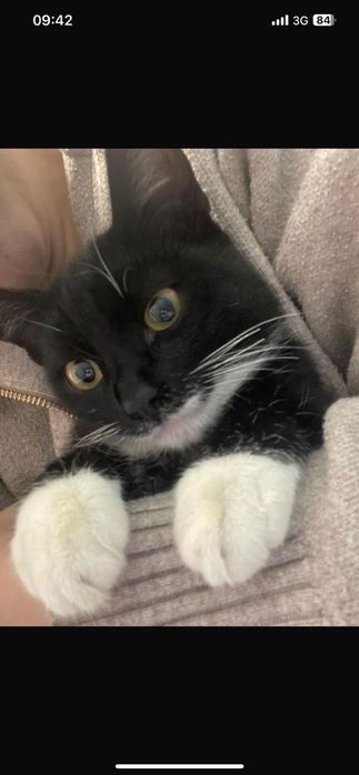 Пристраивается  мальчик котик