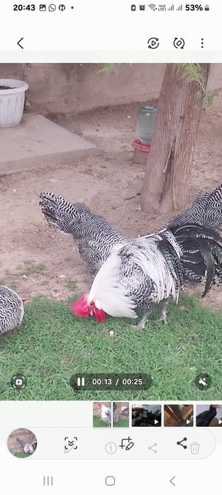 Продам порода брекель