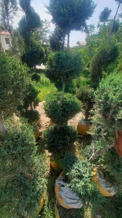 Дарахтларга шакал  Арча кесиб бериш хизматии