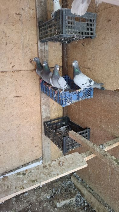 Почтовые голуби чехи