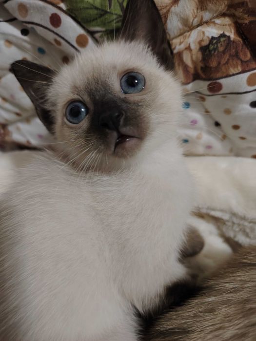 Skidka siyam mushuklari