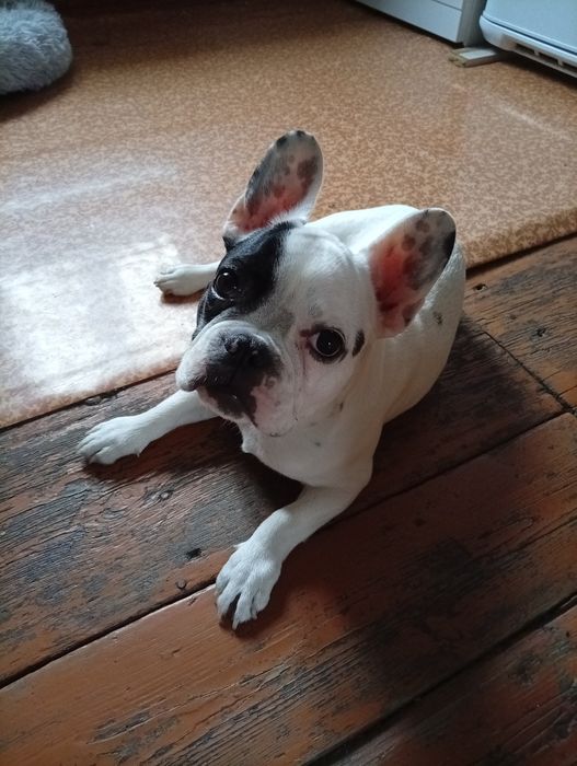 Продам щенка французского бульдога