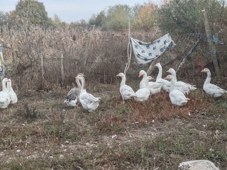 Vând 12 gâște românești crescute bio