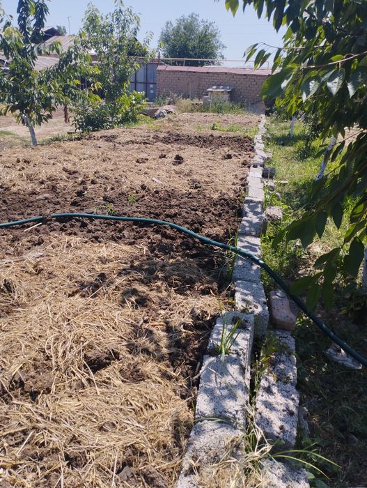 Тоза Калифорния е́мгир чувалчанглари