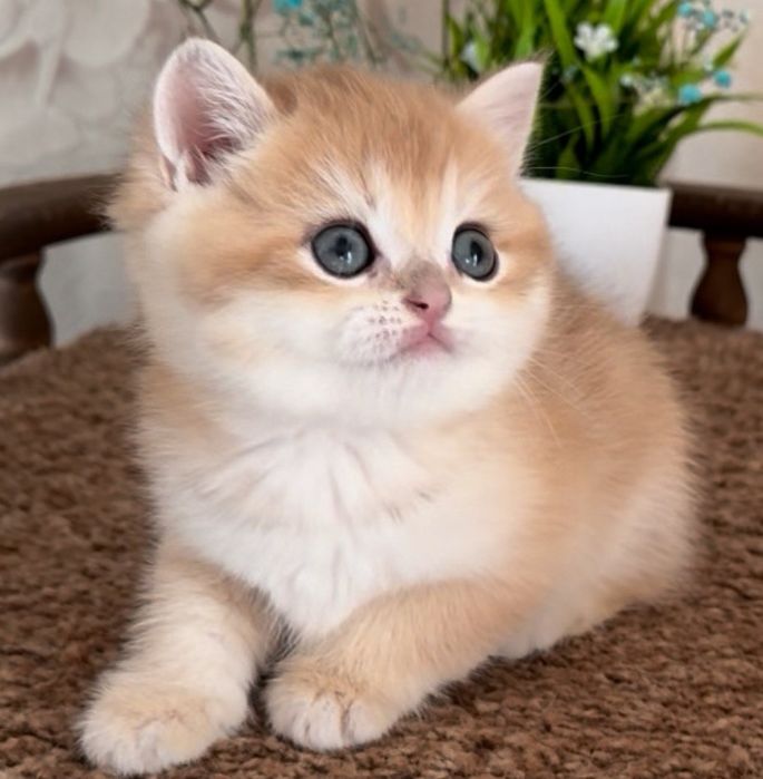 Золотая шиншилла шоу класса эксклюзив.