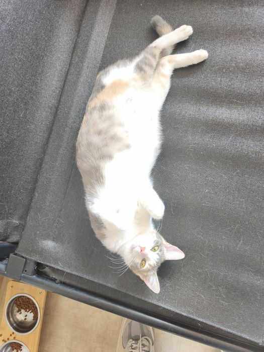 Търсим дом за котка на една годинка