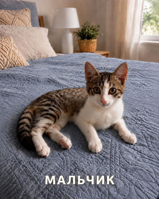 Котята  2 месяца в добрую семью