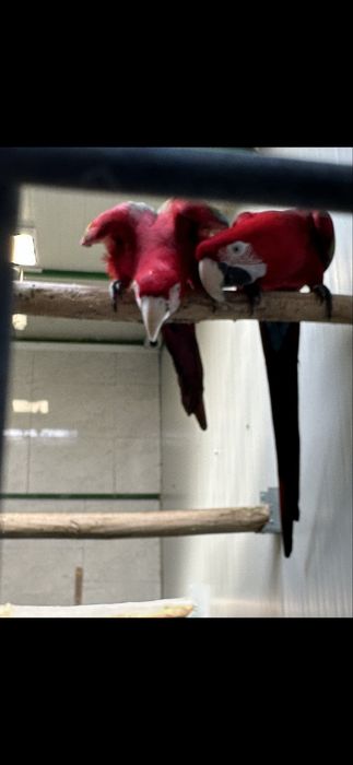 Pereche ara macao &ara chloroptera