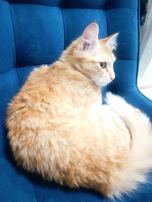 Девочка милашка, стерилизованная