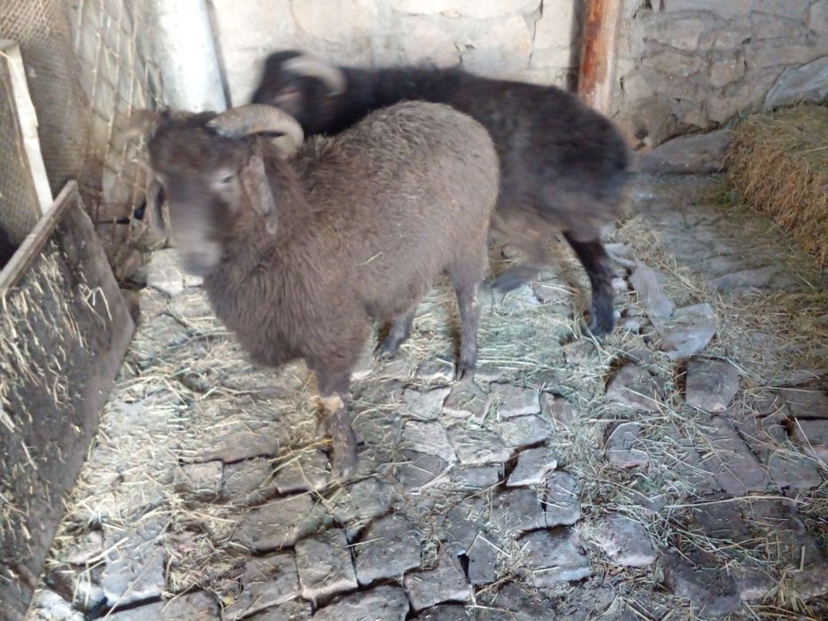 Араби кочкорлар сотилади