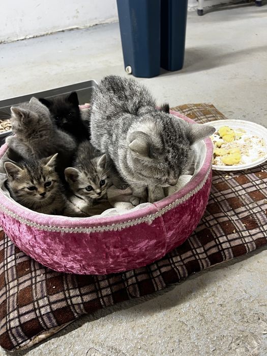 Отдам котят даром.
