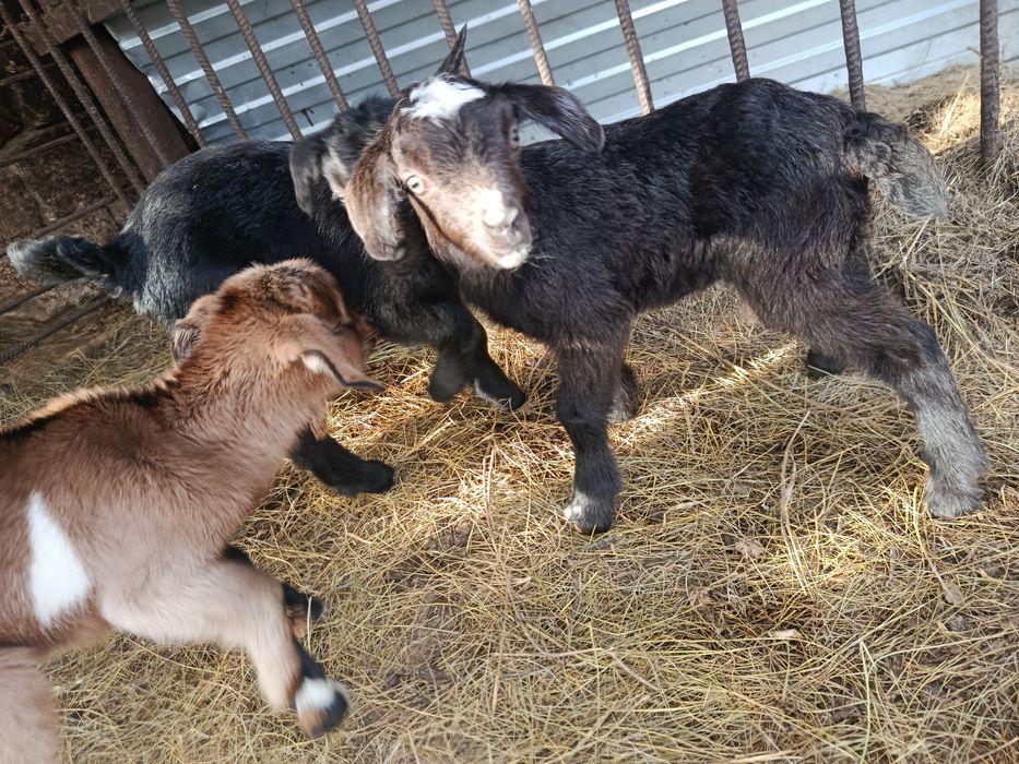 Продам козлят мальчики