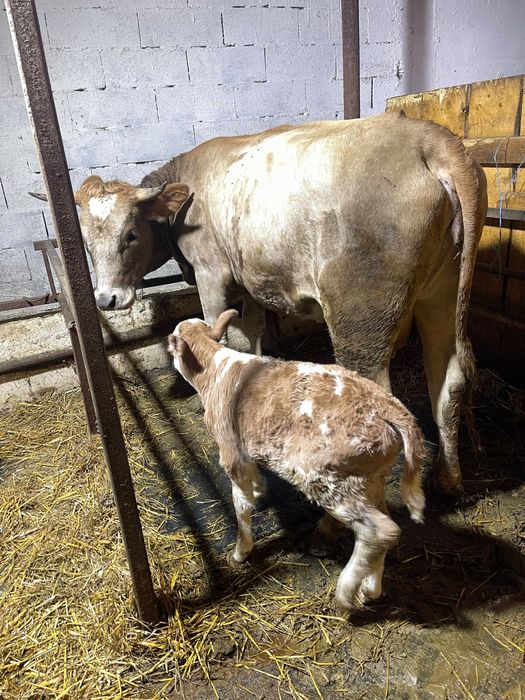 Junica la prima fatare cu vitel buna de lapte
