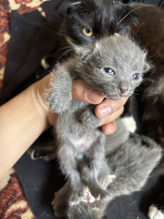 Бесплатные котята в добрые руки