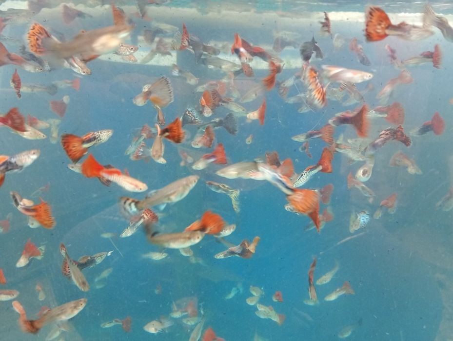 Guppy. Vivipari. Pești de acvariu. Reproducători.