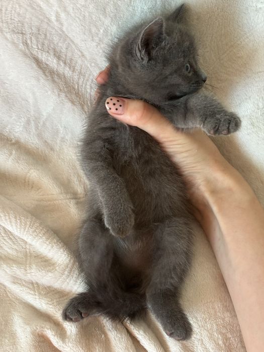 Дымчатый котёнок мальчик в добрые руки
