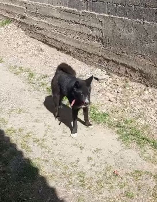 Лаика күшүк сатылад