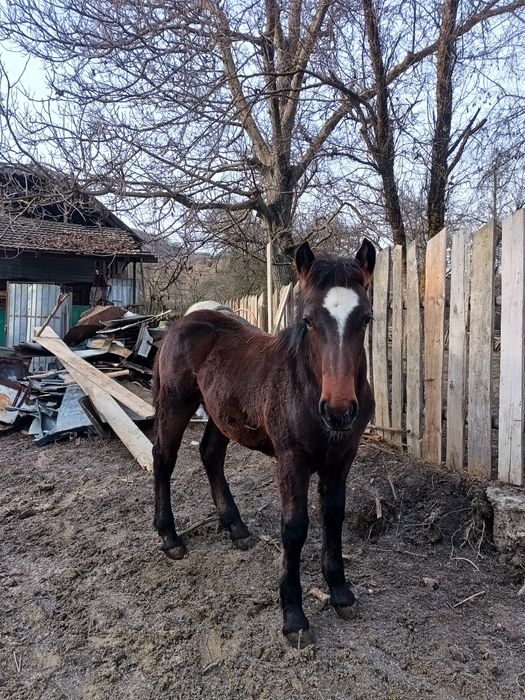 Mânz vârstă 4 luni