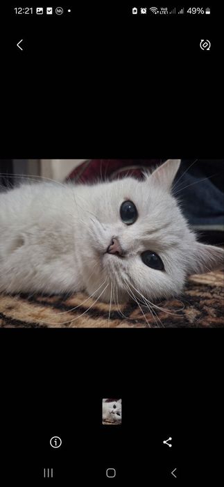 Продаются пара взрослые кошки скотиш фолд и страйт шиншила