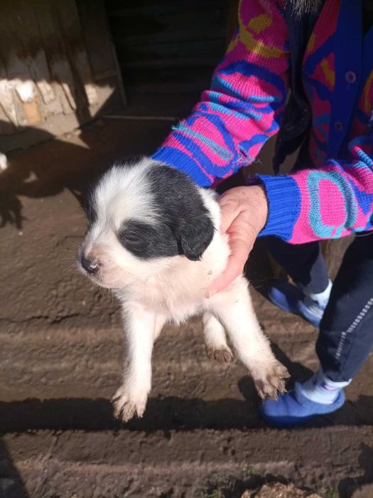 Подарявам малки кученца каракачанки