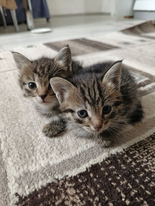 Котята бесплатно