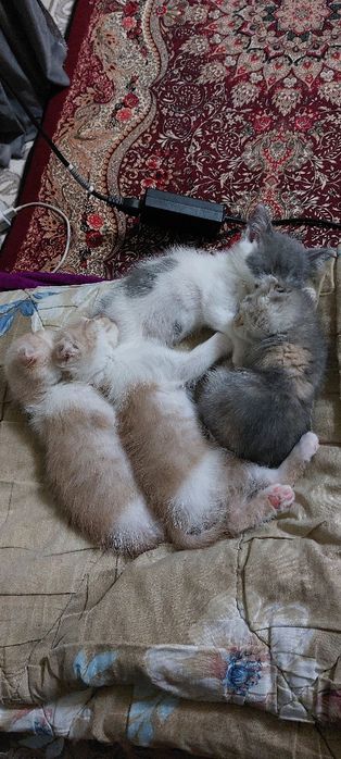 Skotsh fold mushukchalar