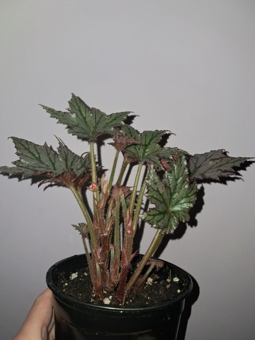 Редкая бегония !