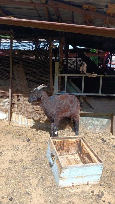 Продаются молочные козы и козлята